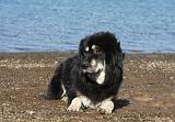 DOGUE DU TIBET 108